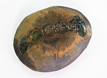 Shenane Jago: Ceramic Turtle Shell #4